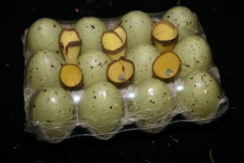 Easter eggs * 12/holder brown spot