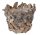 WOODEN ROOT BASE "V" NATURAL23*19