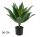 AGAVE GREEN 56CM