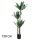 AGAVE 3TRUNKS 150CM