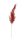 THUJA BRANCH RED