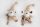 TEXT.DOLL F/L BROWN 2S 26