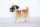 BULLDOG STANDING 20CM